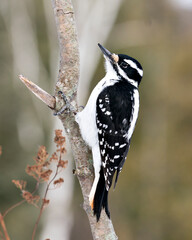 Woodpecker Stock Photos. close-up profile view climbing tree branch and displaying feather plumage in its environment and habitat in the forest with a blur background. Image. Picture. Portrait.