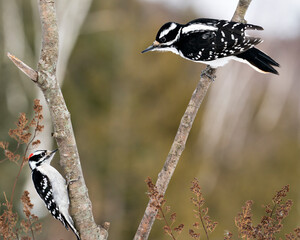 Woodpecker Stock Photos. Woodpecker couple close-up profile view perched on tree branch in their environment and habitat in the forest with a blur background. Image. Picture. Portrait. Love Birds.