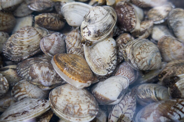 Pile of raw Manila clams in water.