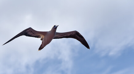 Seabird Masked, Blue-faced Booby (Sula dactylatra) flying over the ocean on the blue sky background. Seabird is hunting for flying fish jumping out of the water.