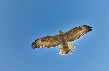 Galapagos Hawk (Buteo galapagoensis), Urbina Bay, Isabela Island, Galápagos Islands, Ecuador.