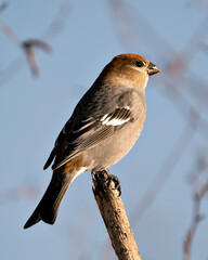 Pine Grosbeak Stock Photo. Pine Grosbeak close-up profile view, perched  with a blur background in its environment and habitat. Image. Picture. Portrait.