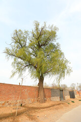 Obraz premium Big willow by the wall of farmyard