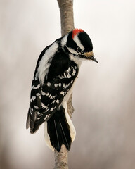 Woodpecker Stock Photos. Close-up profile view climbing tree branch and displaying feather plumage in its environment and habitat in the forest with a blur background. Image. Picture. Portrait.