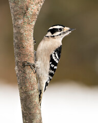 Woodpecker Stock Photos. Close-up profile view climbing tree branch and displaying feather plumage in its environment and habitat in the forest with a blur background. Image. Picture. Portrait.