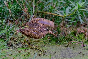 Greater-Painted Snipe