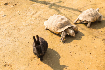 토끼와 거북이  © sigint