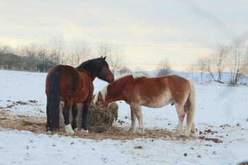 Beautiful view of brown horses eating hay in a snowfield