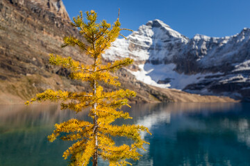 Canadian Rockies landscape of a yellow golden larch during autumn with a blurred background of a blue lake and mountains with snow, Lake McArthur, Yoho National Park, British Columbia, Canada