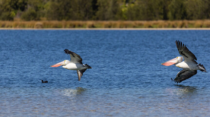 Flying Australian Pelicans in Rockingham, Perth, Western Australia
