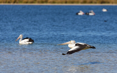 Fototapeta na wymiar Flying Australian Pelicans in Rockingham, Perth, Western Australia