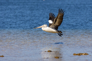 Flying Australian Pelican in Rockingham, Perth, Western Australia