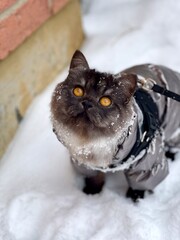 Onyx the Himalayan Persian cat looking up and standing in snow wearing a puffer...
