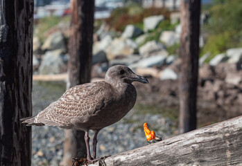 Seagull baby on a wooden bridge sitting with a small fugure of an asian monk.