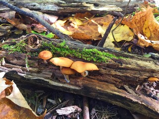 mushrooms in the forest