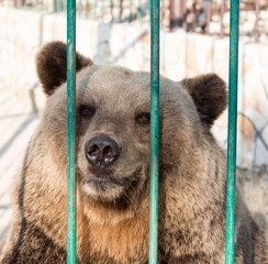 Russia Gelendzhik safari Park summer tourism