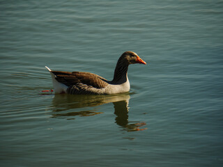 Lone Goose Swims in Winter Afternoon Light