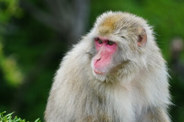 monkey face