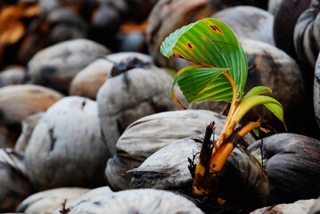 Young coconut tree