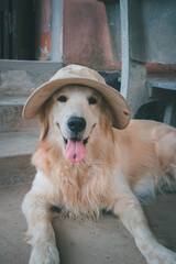Golden Retriever Dog Smiling with Spotted Tongue, Wearing a hat, closeup head portrait