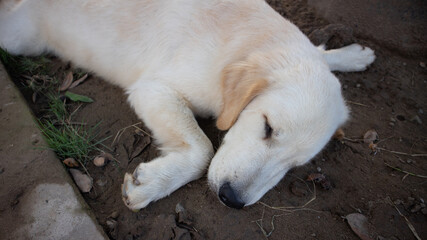 Dog sleeping on the sand