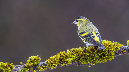 Erlenzeisig, gelb, ast, natur, wild lebende tiere, baum, wild, tier, singvogel