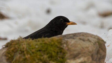 bird, natur, amsel, black, tier, wild lebende tiere, schnabel, gras,