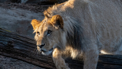 löwe, tier, katze, mähne, wild lebende tiere, wild, könig, felino