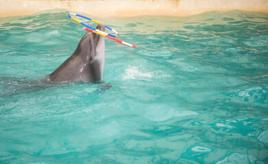 Dolphin floats and rotates the nose two rings