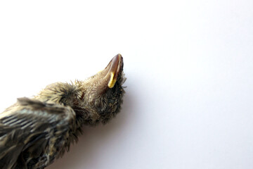 Dead bird sparrow chick indoor shoot against white background