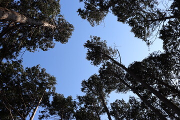 trees and sky in Japan