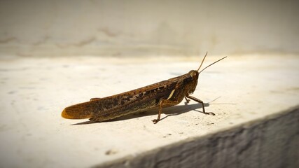 grasshopper on the ground