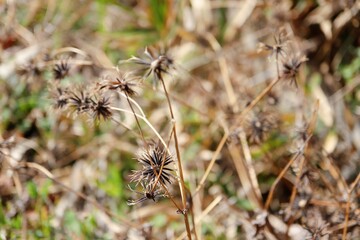 ひっつき虫、くっつき虫　センダングサ属の針状の種子