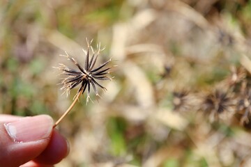ひっつき虫、くっつき虫　センダングサ属の針状の種子