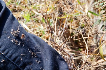 ひっつき虫、くっつき虫　センダングサ属の針状の種子