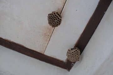Poison beehive on ceiling of the house 