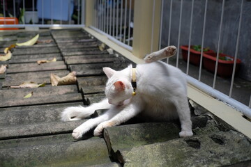 Yogyakarta, Indonesia, Feb 21, 2021. An alarming pet cat is licking its body in a boarding house where many of its residents have left.