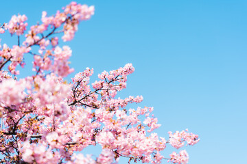 河津桜と空