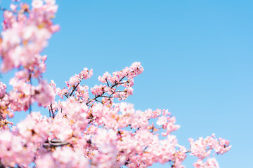 河津桜と空