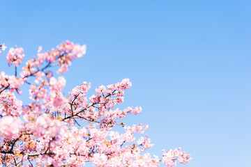 河津桜と空