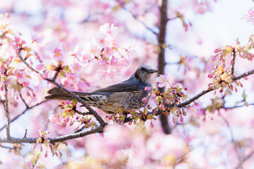 河津桜と鵯