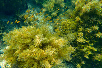 Tsunoshima Blue　角島ブルー