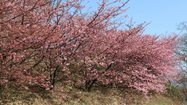 河津桜が風で揺られる動画