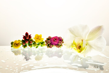The concept of beauty flowers  