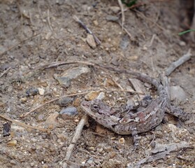lizard on the ground