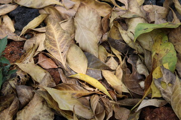 dried leaves on the ground