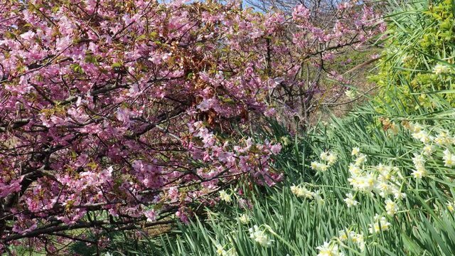 河津桜とニホンスイセンの花