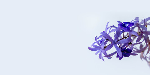 Purple Wreath Sandpaper Vine flower on white background. ( Scientific name Petrea volubilis)