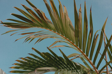 Palm tree leaves against turquoise teal sky. Creative colorful minimalism. Copy space for text - 415514095