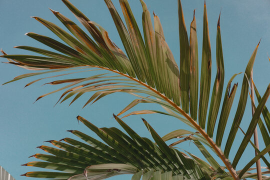 Palm tree leaves against turquoise teal sky. Creative colorful minimalism. Copy space for text